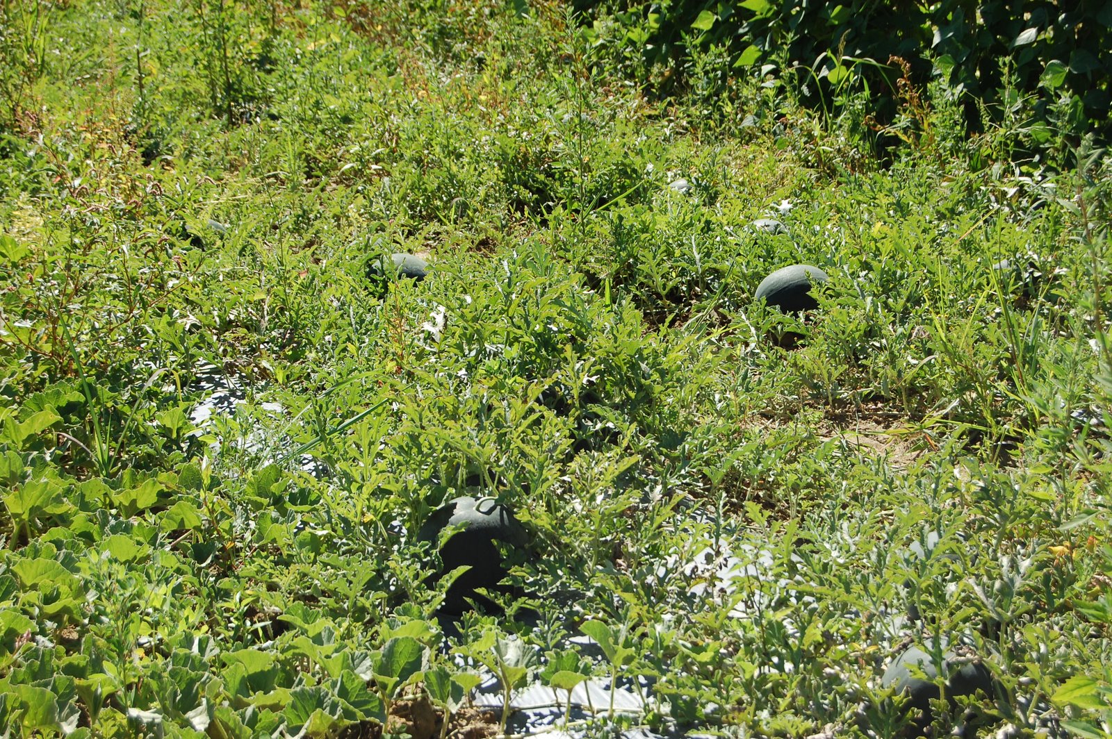 [DSC_0303.JPG]