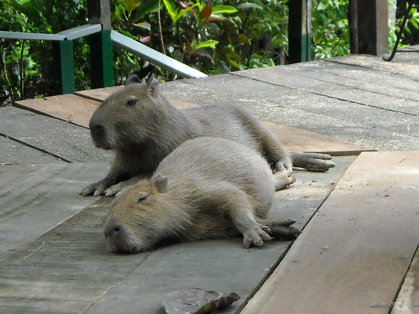 DSCN0042.JPG
