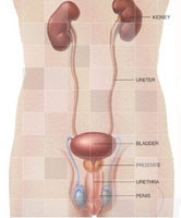 Adenomul de prostată: cauze, simptome, posibile complicații, diagnosticare și tratament