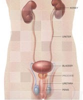 Prostatita - cauze, diagnostic și tratament