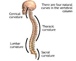 tratamentul medical al coloanei vertebrale sacrale)