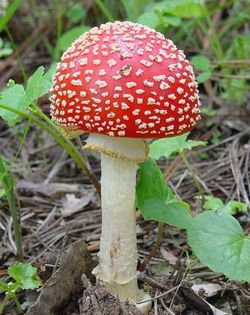 [strawberry+mushroom.jpg]