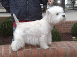 Champion Ming - A Westie Mom and Grandmother
