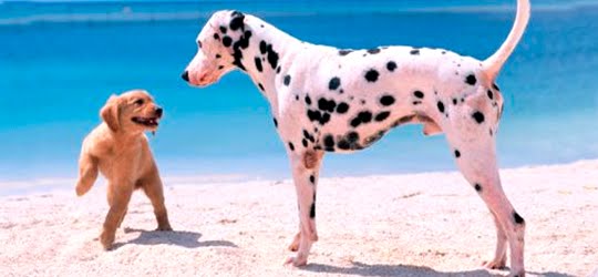 O melhor jeito de apresentar dois cachorros O melhor jeito de apresentar dois cachorros