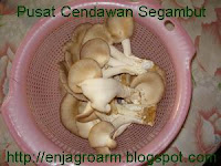 Cendawan Segar