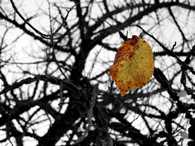pidic encadrees photoblog amateur bordeaux rive droite feuille jaune derniere automne arbre
