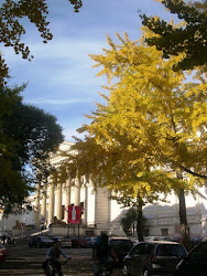 GINKGO BILOBA. Mi árbol favorito. Sendero en el Museo de La Plata.