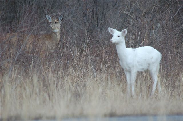 [white+deer.jpg]