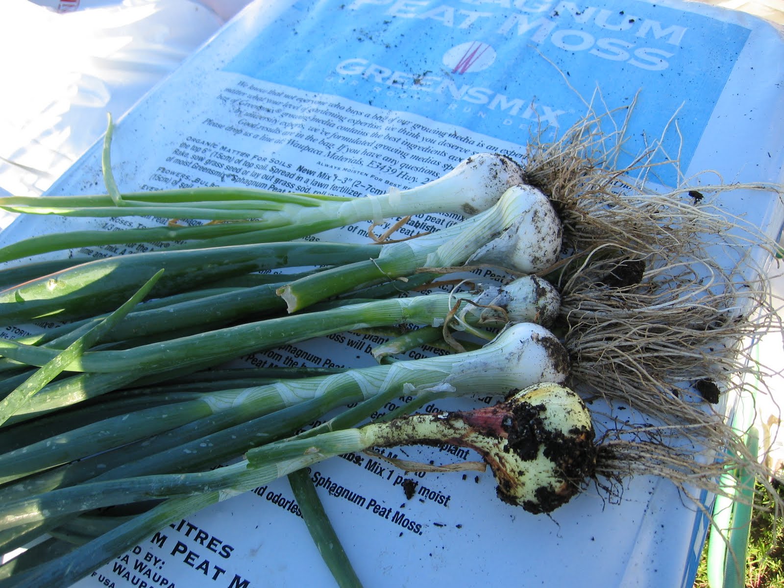 Toni's Square Foot Garden Onions... and garden update