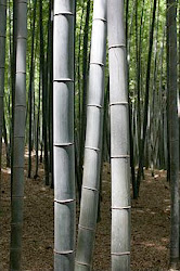 What is Bamboo?
