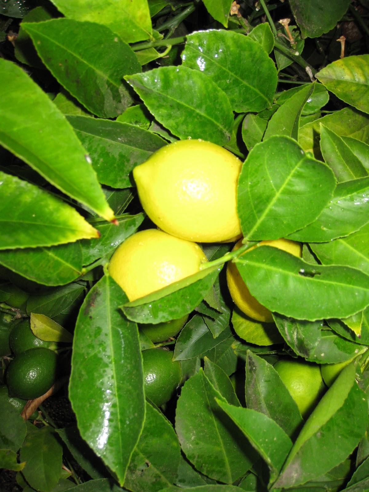 Novel Adventurers Good Luck Lemons