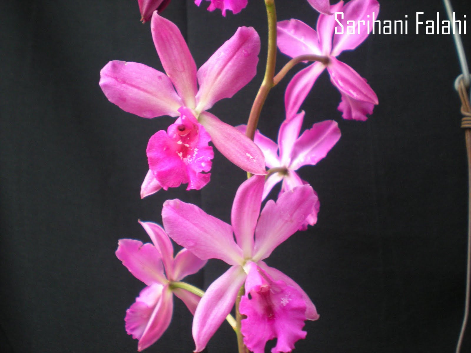 Hati Berdetik dan Berbisik: Orkid Purple Mr Chong