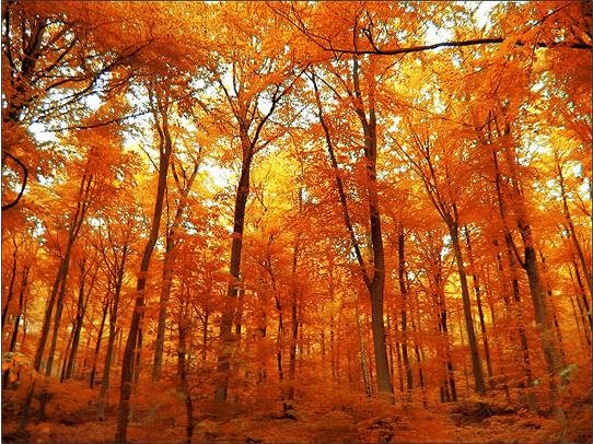 [otoño.jpg]