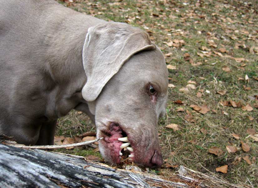 [Ruffage.jpg]