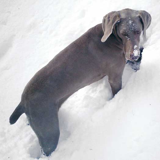 [Snowy-nose.jpg]