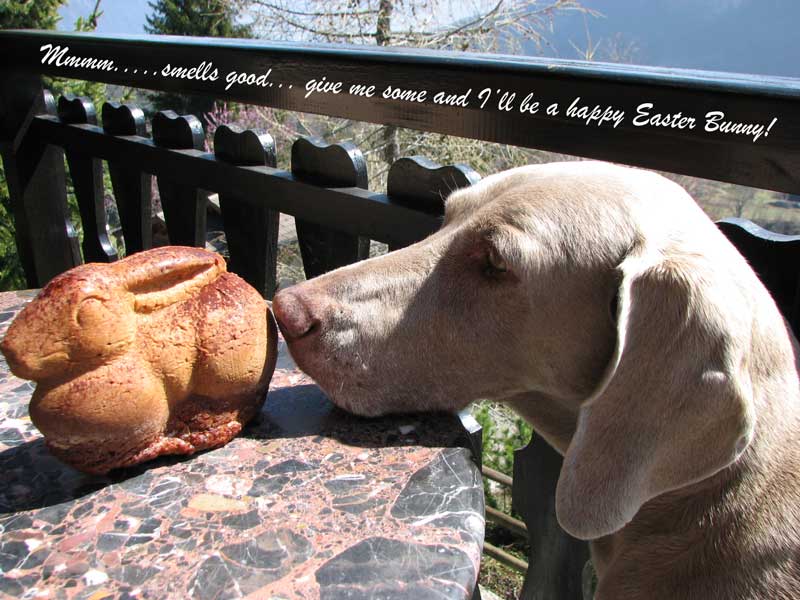 [Happy-Easter-Bunny.jpg]