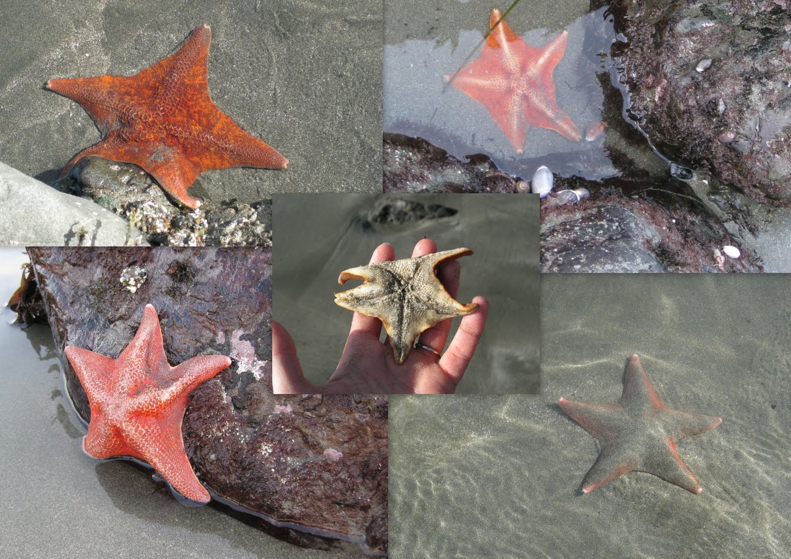 Hummingbird House San Simeon Tide Pools