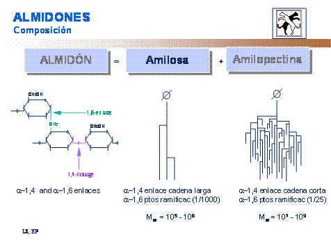 Que es amilopectina y amilosa Que es amilopectina y amilosa