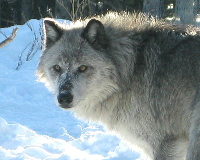 [wolf+with+snow+on+nose.jpg]