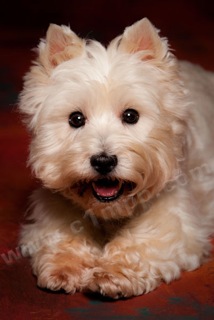 [0028_LaraShields_090905-727605.jpeg]