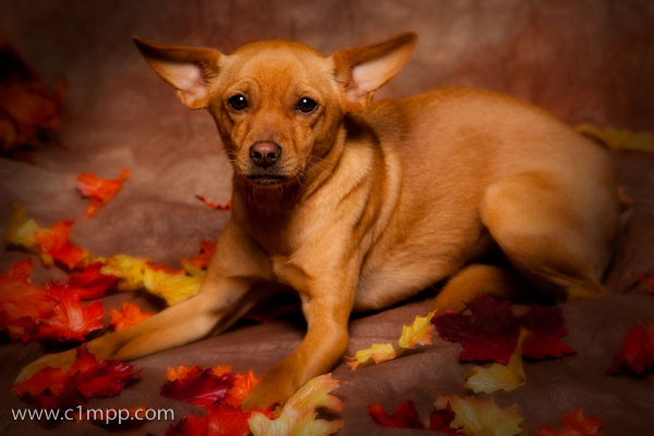 [0018_MojoHalloween_091024-Edit-735292.jpg]