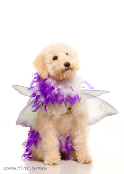 [0087_MojoHalloween_091024-Edit-768184.jpg]