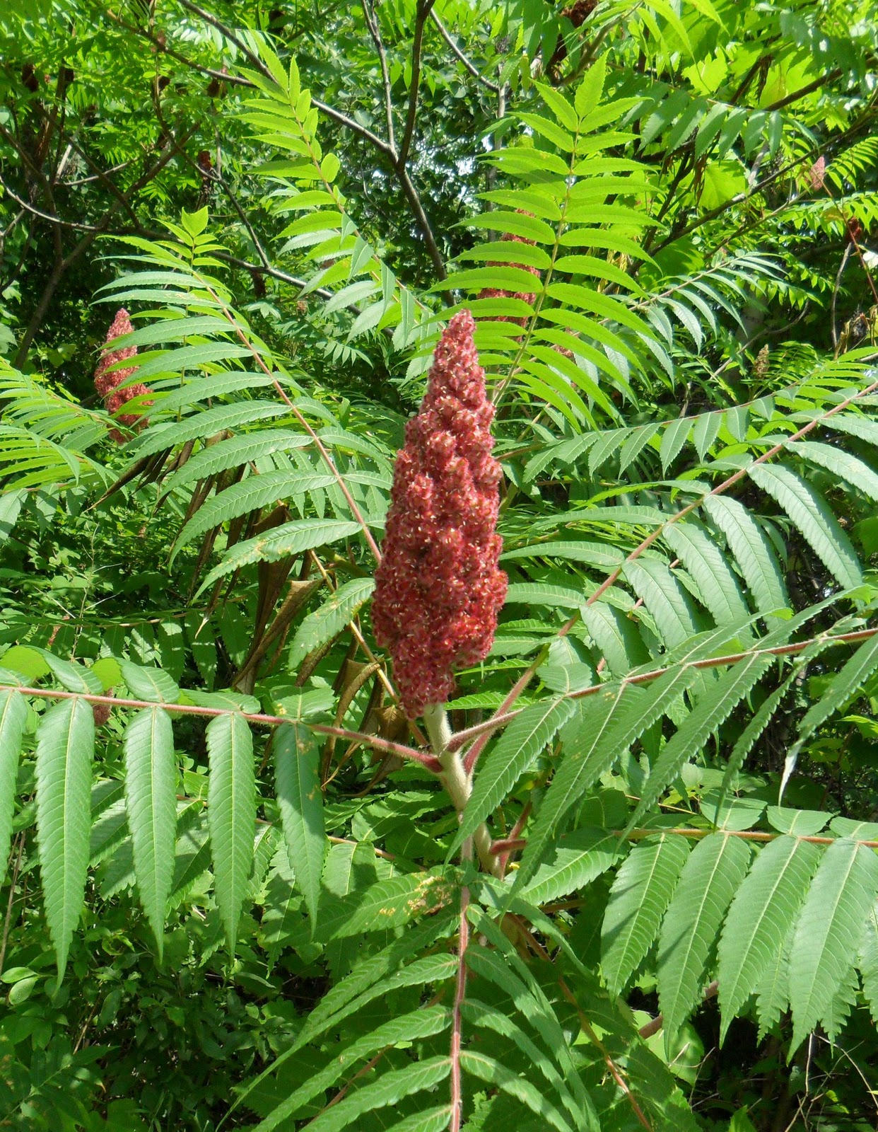 a North End Journal The Third Day