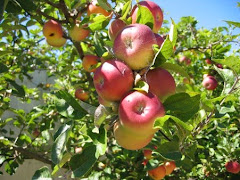 Manzanas Orgánicas son saludables