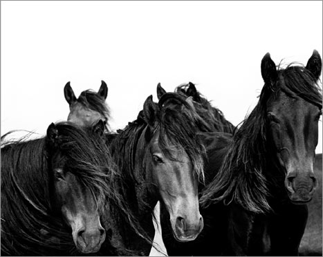 [horses2.jpg]