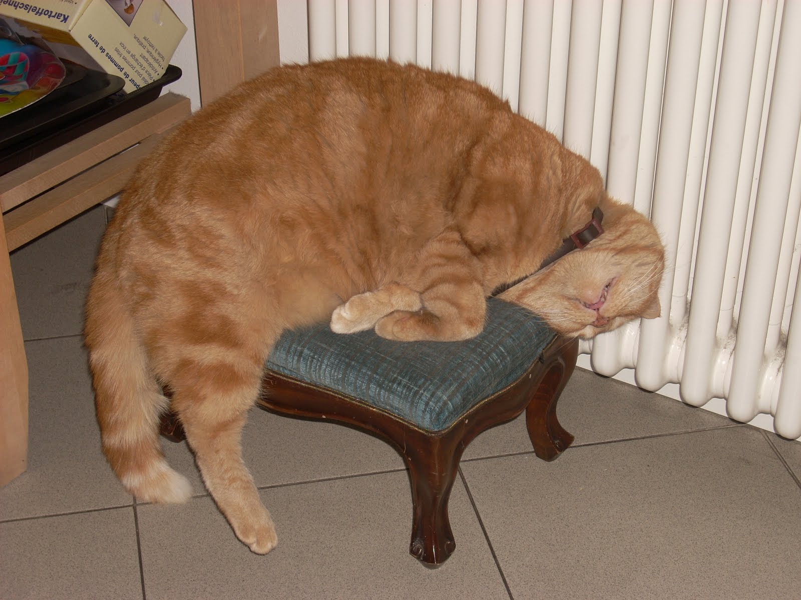 Come Si Chiama Il Gatto Di Gargamella