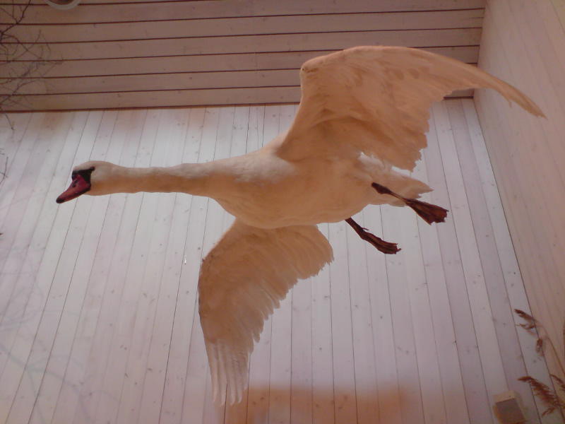 [image-upload-163-743801.jpg]