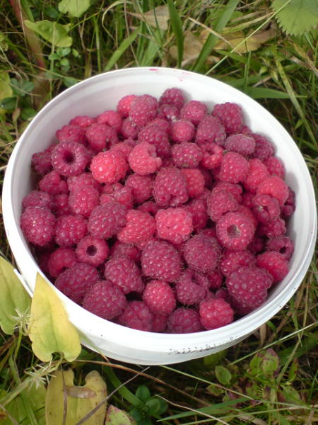 [image-upload-315-728747.jpg]