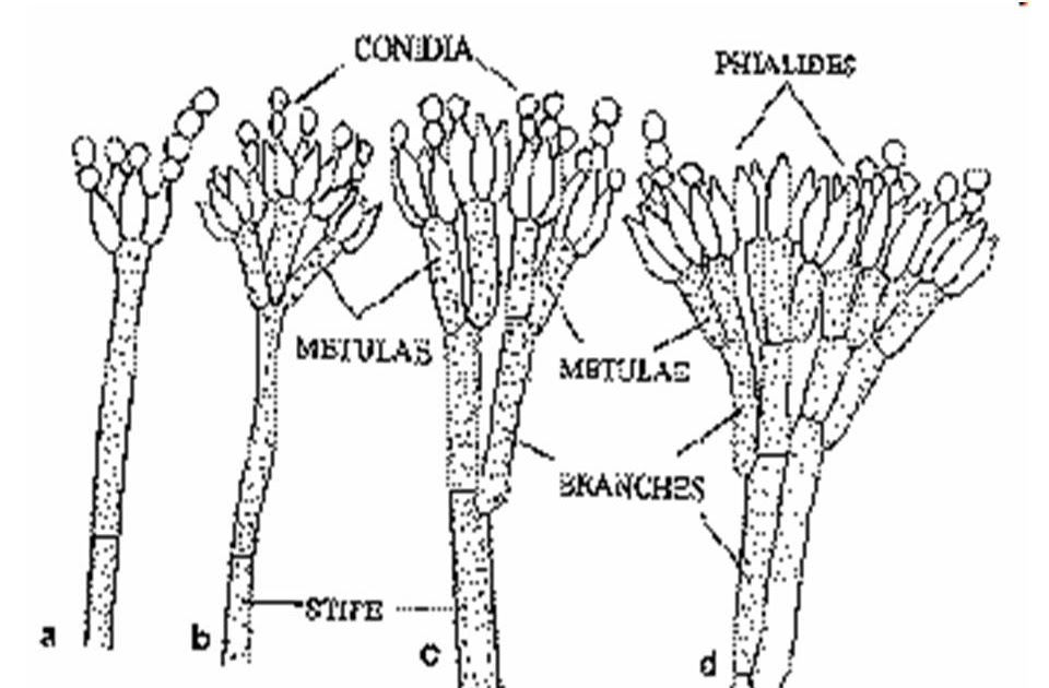 Чем строение пеницилла отличается от строения хлебных. Пенициллиум строение. Пенициллин гриб строение. Пеницилл схема. Мукор пеницилл аспергилл.