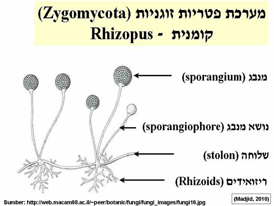 Размножение мукора. Жизненный цикл мукора схема. Мукор ризопус. Цикл развития мукора головчатого. Размножение мукора схема.