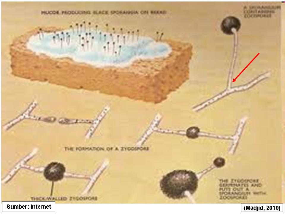 Таблица мукор. Мукор. Плесневые грибы цикл развития. Род мукор. Мукор сапротроф.