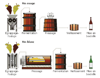 Vinification australie