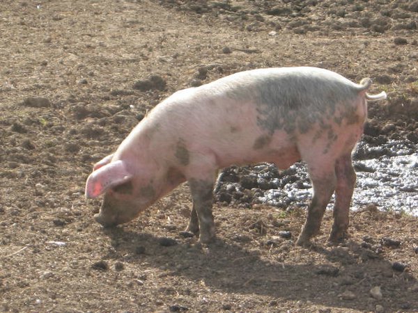 CERDO COMIENDO