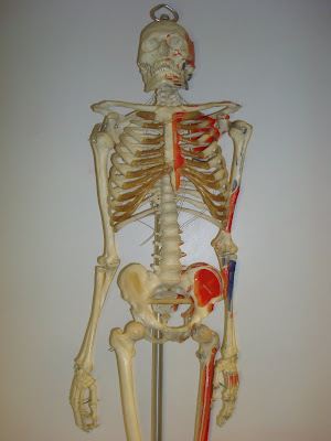 Resendiz Human Anatomy @ LASC: June 2010