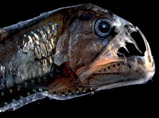 [Viperfish4578.jpg]