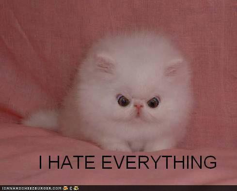 [funny-pictures-cat-hates-everything.jpg]
