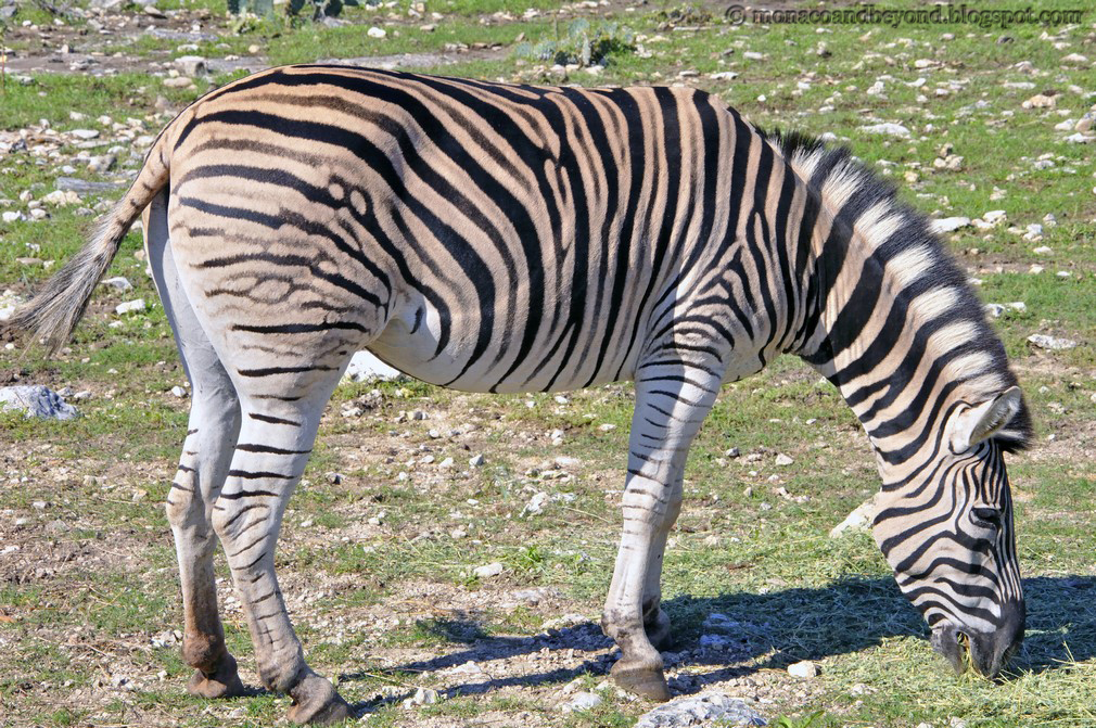 Monaco and Beyond Colorful zebra