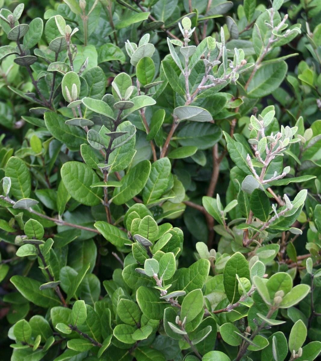 Las Aventuras Bush Pineapple Guava