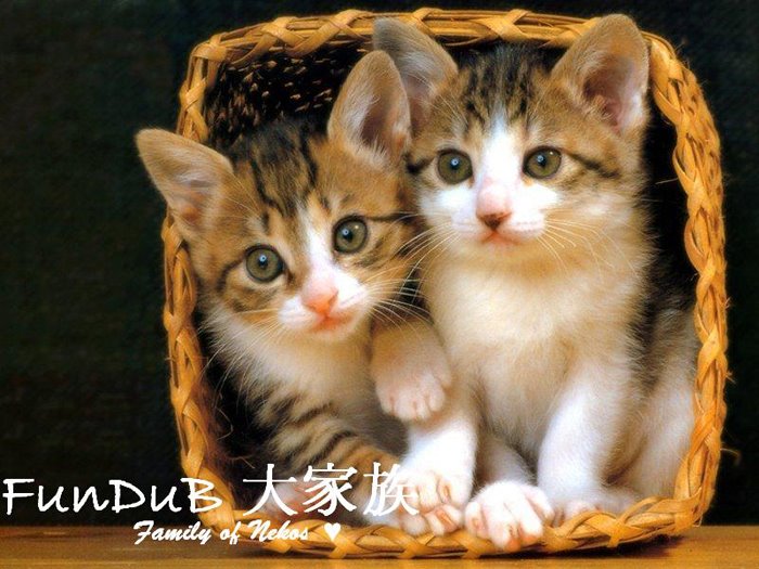 Neko 大家族