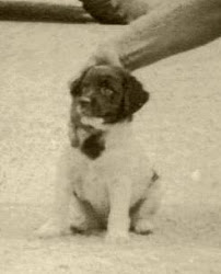 Puppy Taffy close up