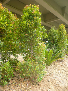 IPD Plant Tracking Photos: Syzygium Campanulatum_0349-0353
