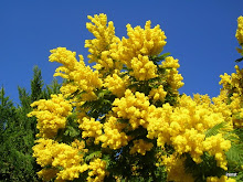 Mimosen