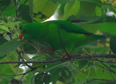 Daftar Nama Dan Foto Macam Macam Jenis Burung Lokal Indonesia