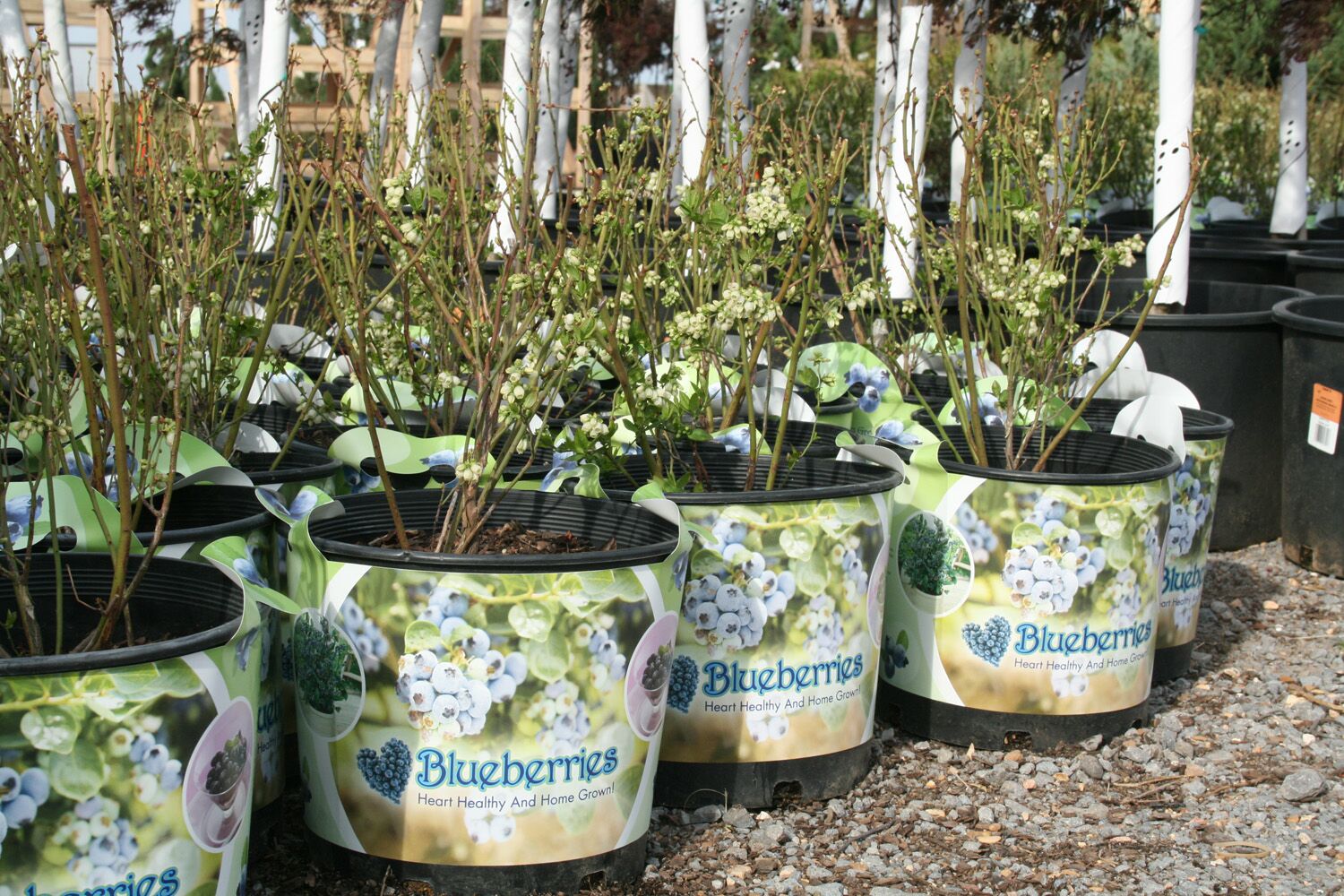 Greenleaf Nursery OK Customer Service Just right....