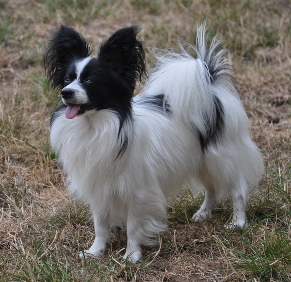 Road's End Papillons DogShow
