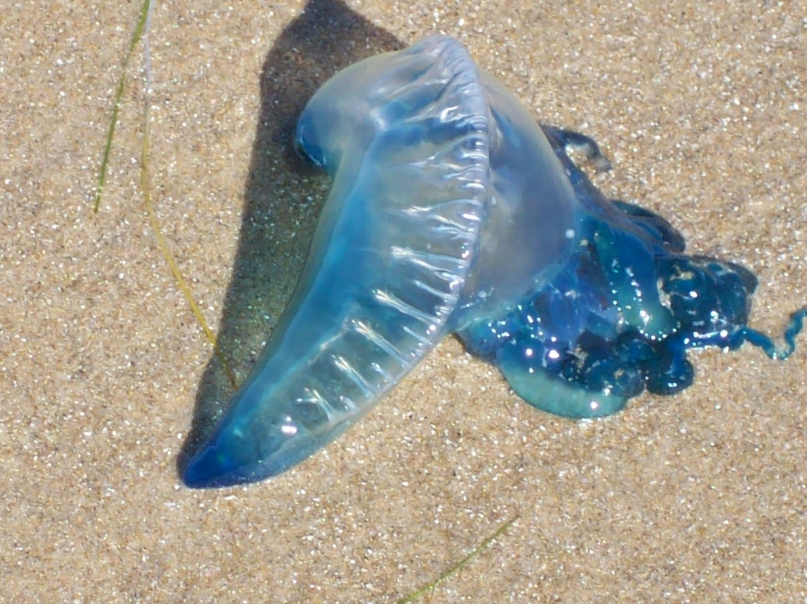 At Home in Sugar Land Thanksgiving and South Padre Island